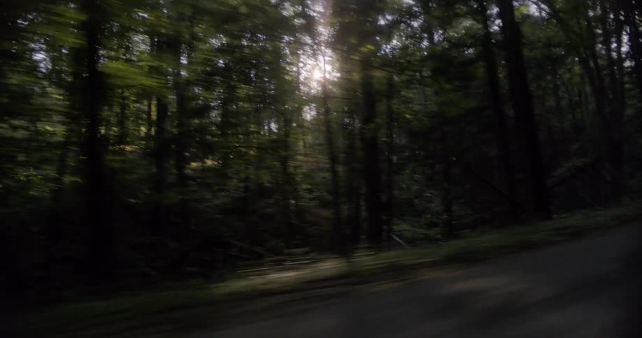 Trees and nature is displayed in a tracking motion