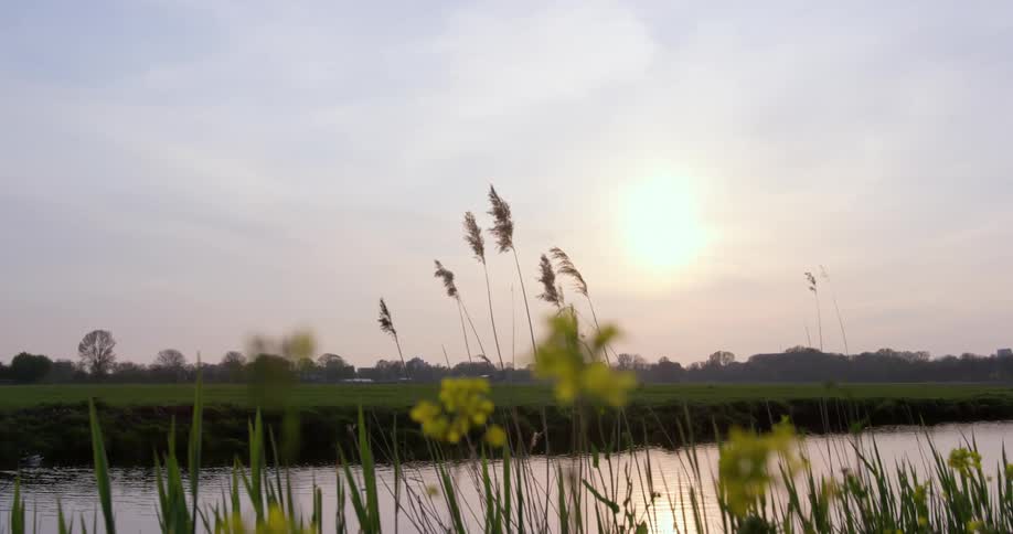 Wildflowers on the bank sway in the breeze on a sunny day