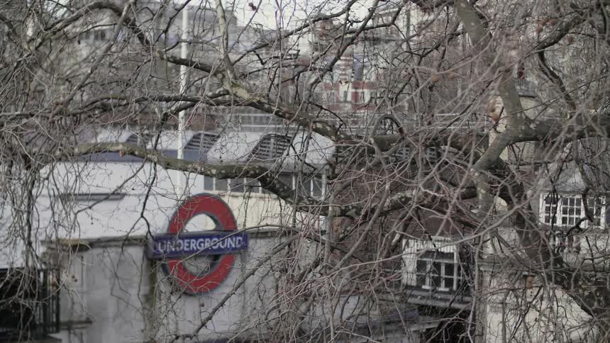 Trees are bare along the neighborhood