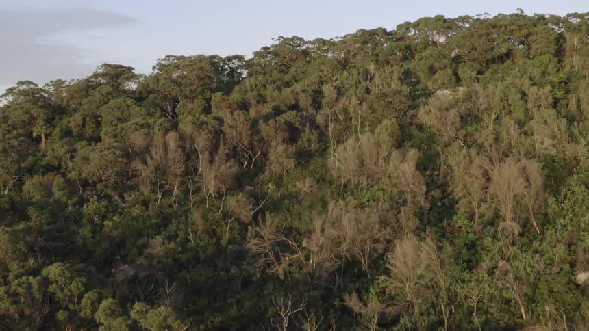 Forest trees on a hill lead to the ocean and a city skyline