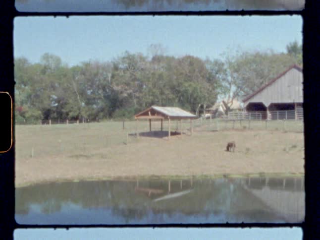 A horse grazes near a pond that is reflecting the blue sky and trees