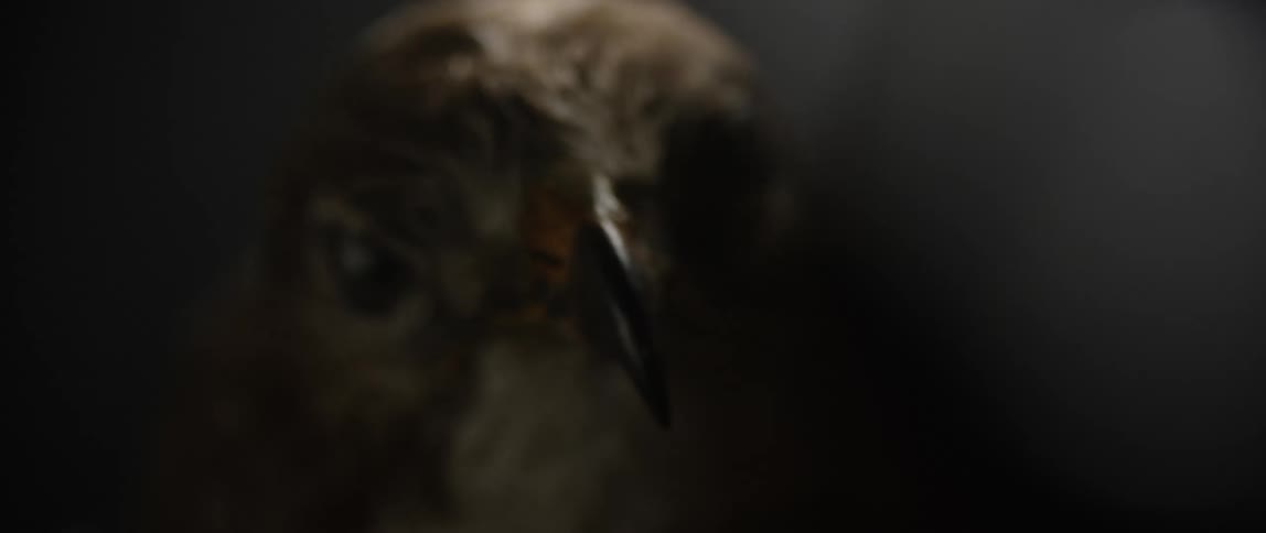 Close up a birds face