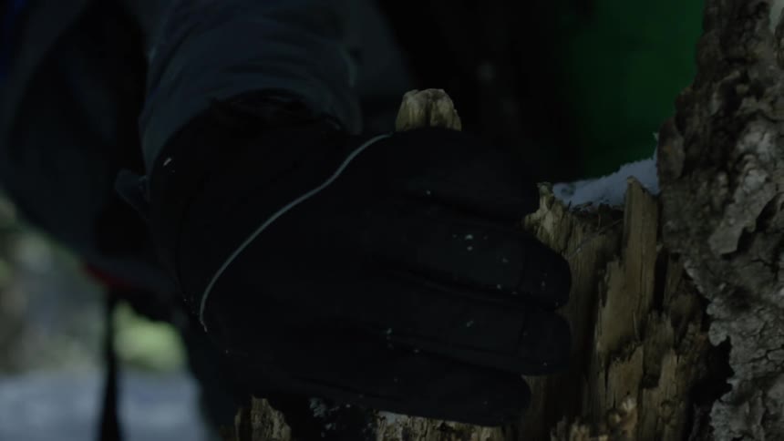 The man removes some bark from the tree