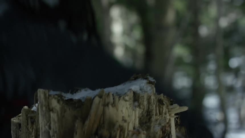 A man is hiking through the woods
