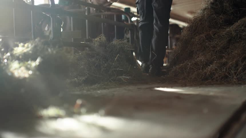 A man walks by cows in a barn