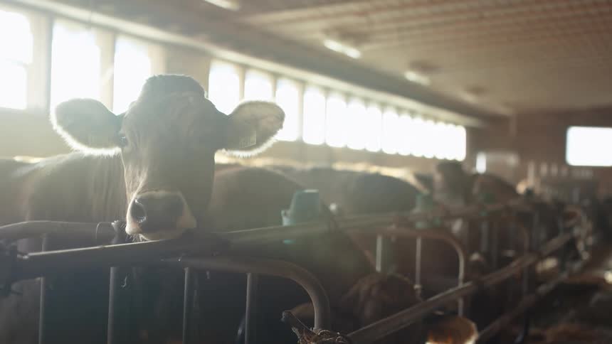 Cow turns its head as it stands in a stall with other cows in a barn