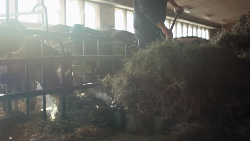 A man shovels hay beside a herd of cows in a barn