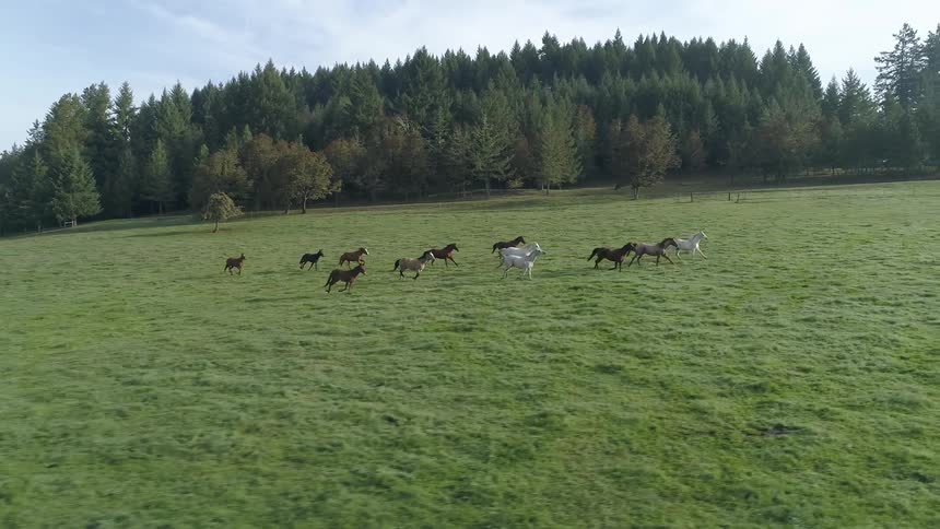 Horses running together on a grass field