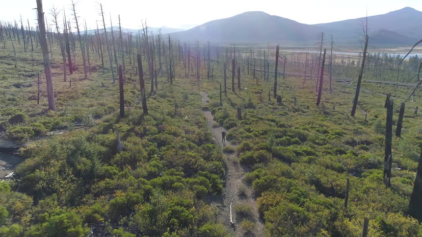 Aerial view of a man walking along the dirt road surrounded by dead trees on the shrubland