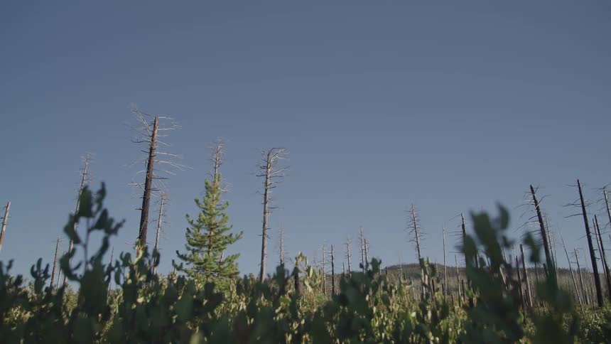 The trees wave in the wind