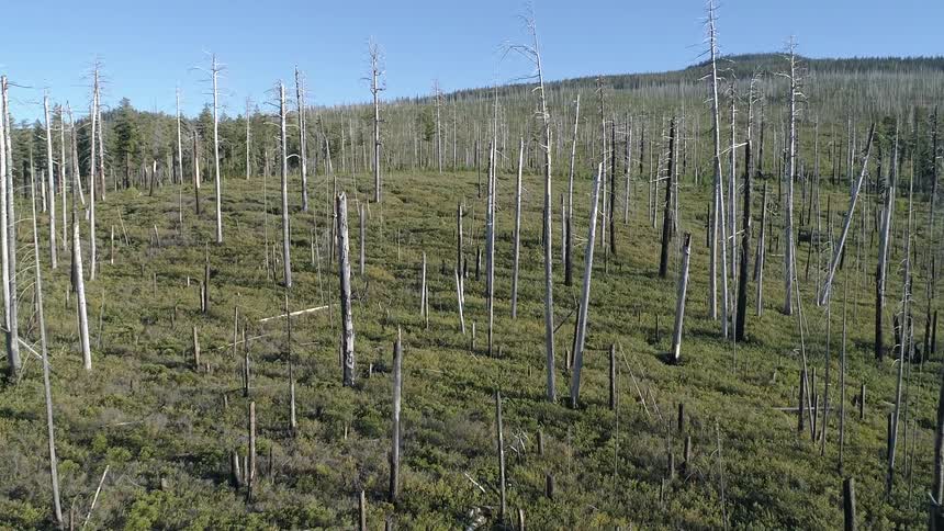 The trees are dead
