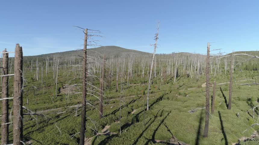 Dead trees in a forest