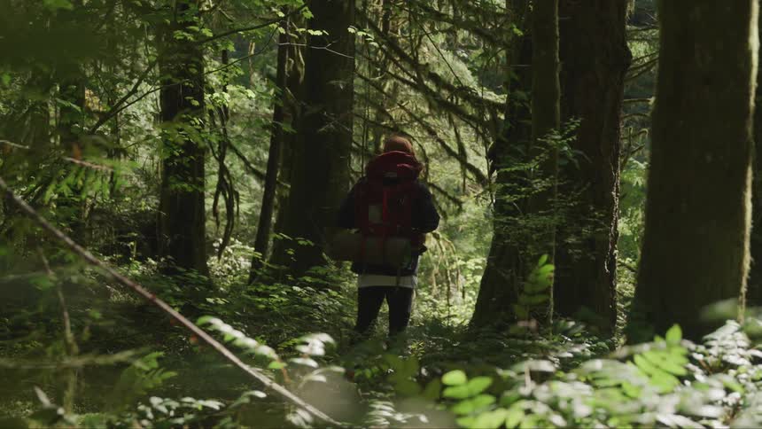 A person with a backpack stands in the forest