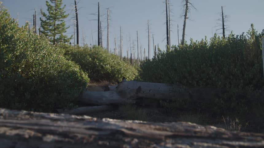 The bushes lead to broken trees
