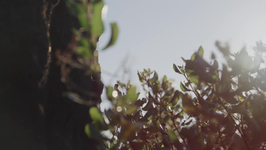 Green plants gently in the breeze under a sunny sky