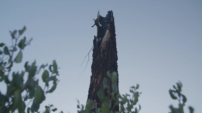 A broken damaged tree with only the trunk remaining