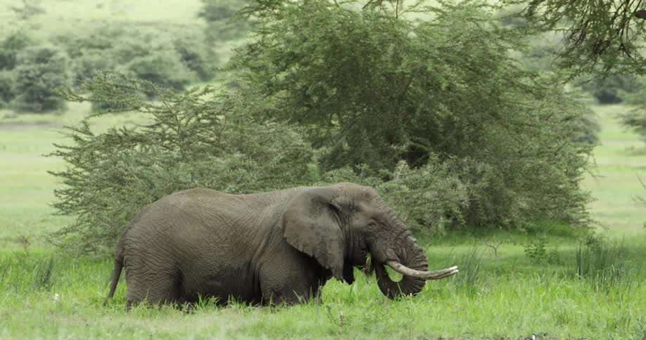 An elephant is grazing on a grass field