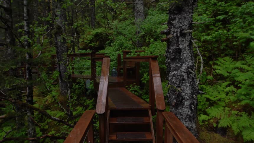 A bridge in a forest