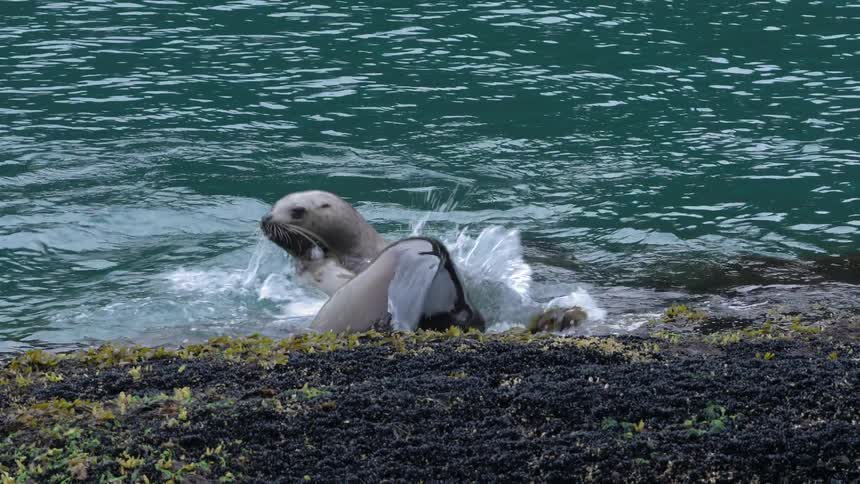 Two sea lions bite each other as they fight in the water near the shore