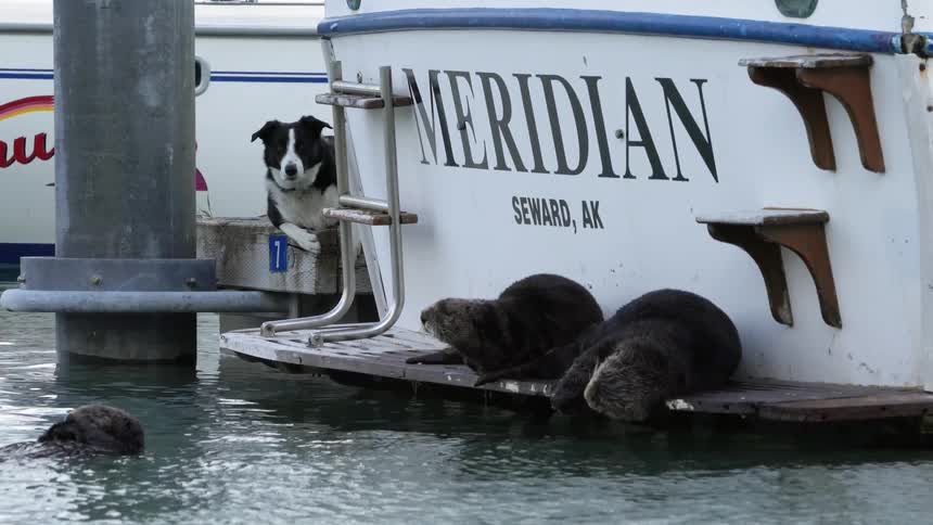 A dog looking at sea lions resting on the back of a boat