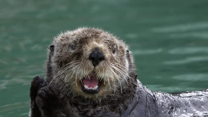 An otter grooming itself and spinning around while floating on a body of water