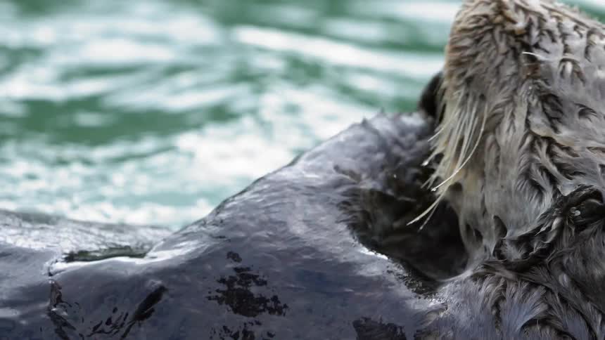 A beaver flips through water