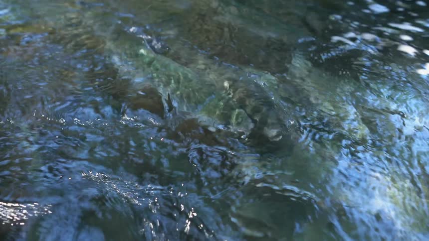 Fish swimming in a shallow river