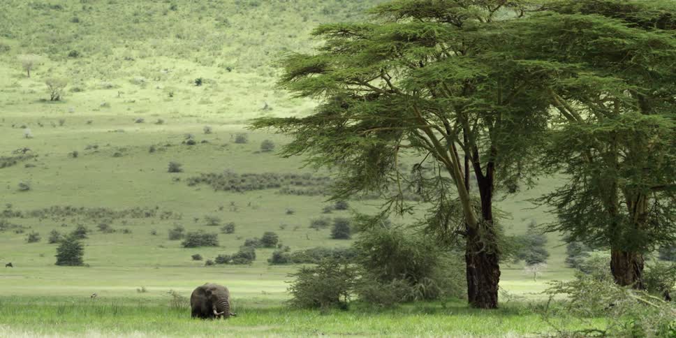 A elephant is standing on a field by a tree