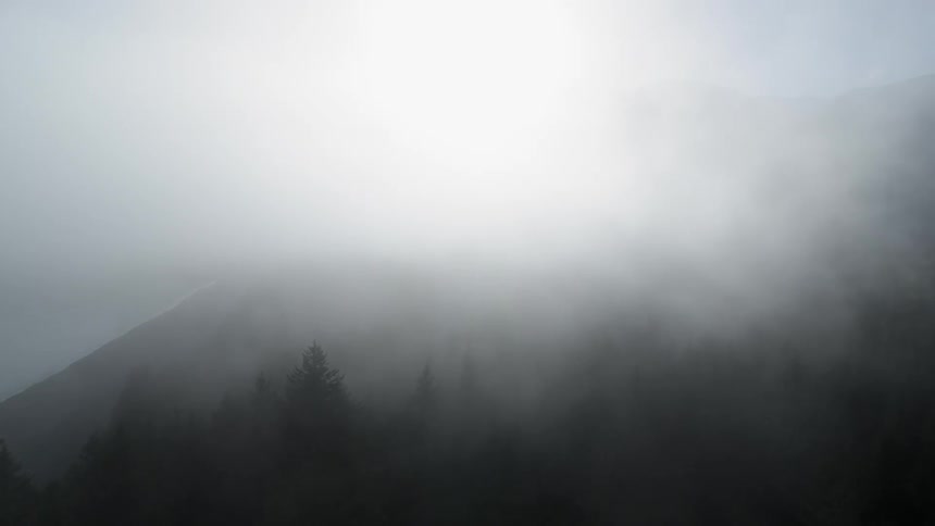 Fog is covering the forest area