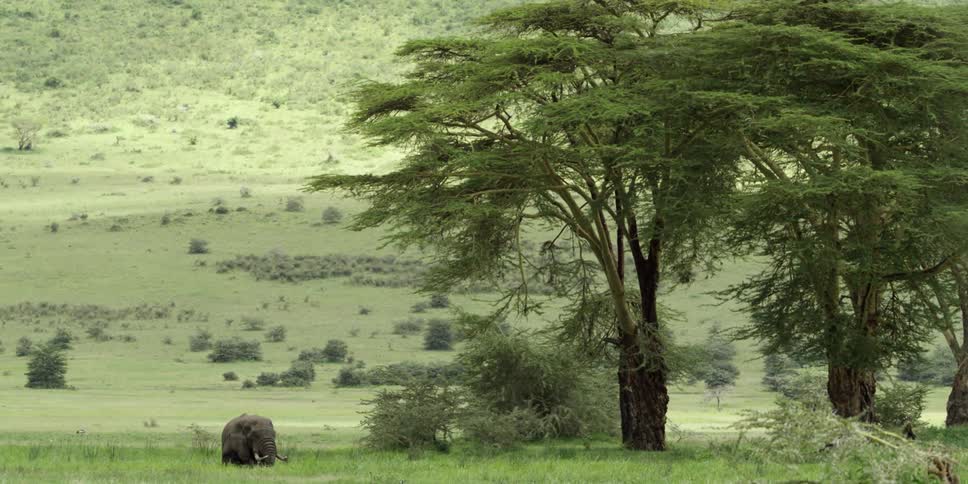 An elephant stands in tall grass near some trees