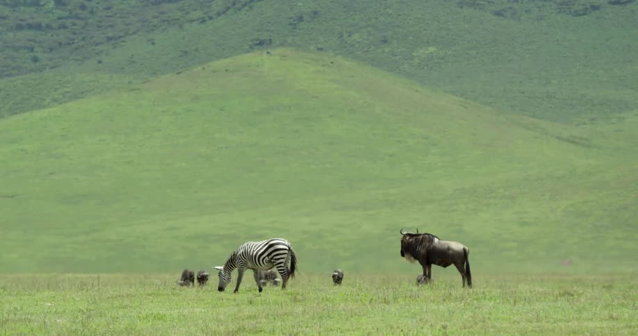 Wildlife grazing in a field