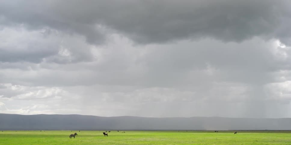 Zebras in a green field on a cloudy day