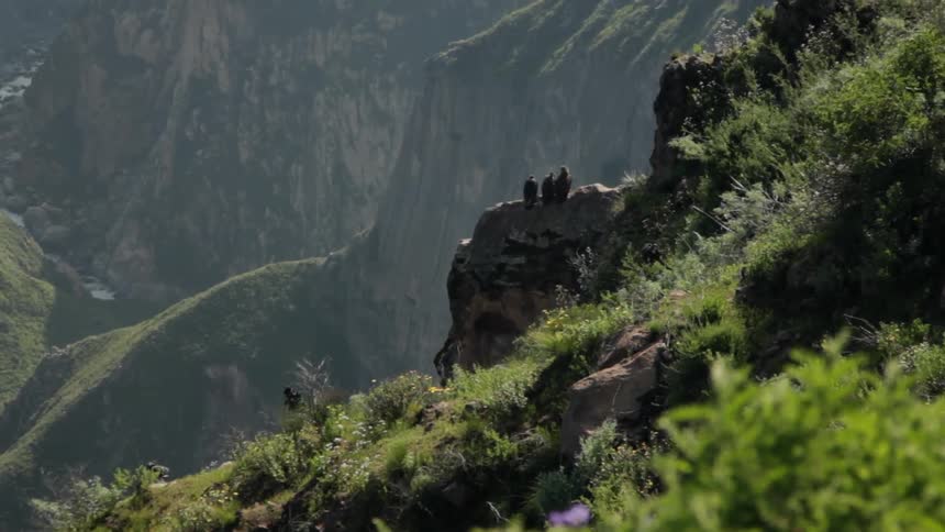 Three birds sit on a rock