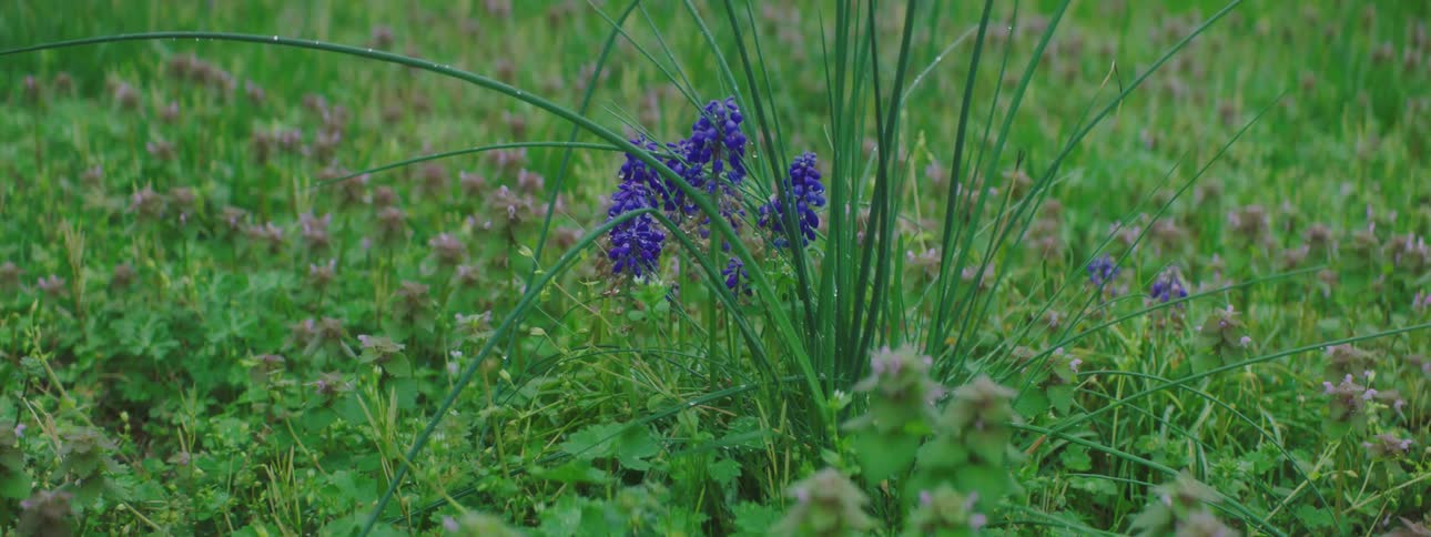 Wild flowers growing