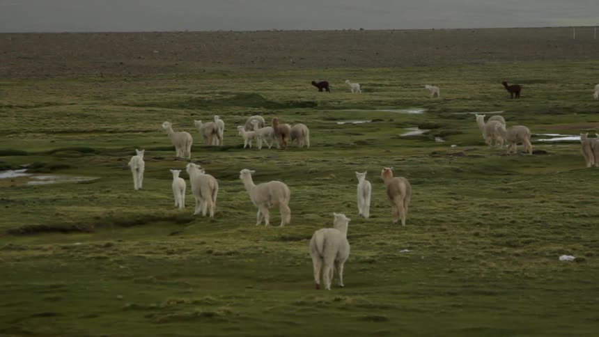Llamas walk across a grass field
