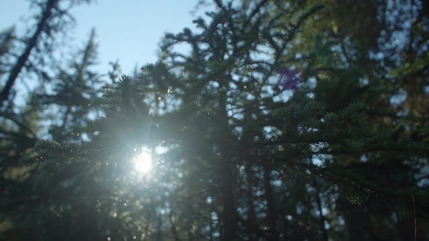 Sunlight shining through the branches of pine trees
