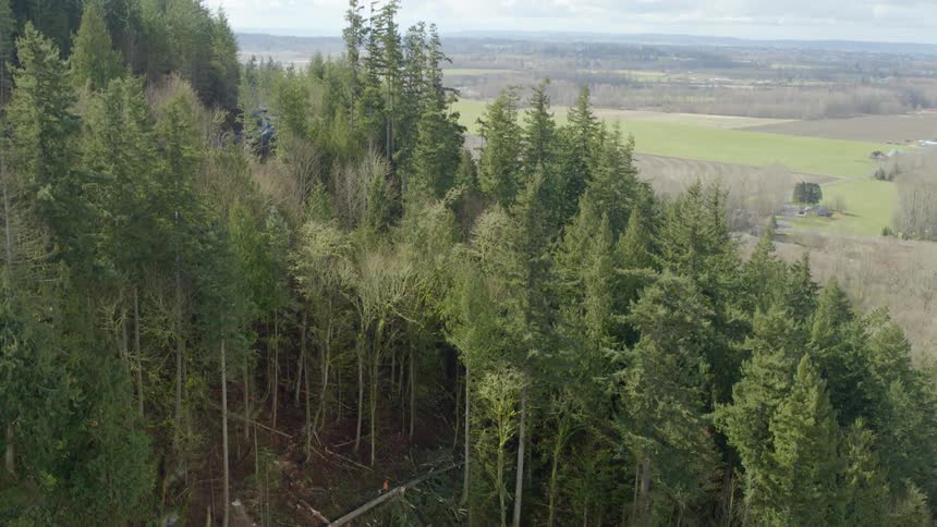 Aerial view of a man cutting down a tree in the forest
