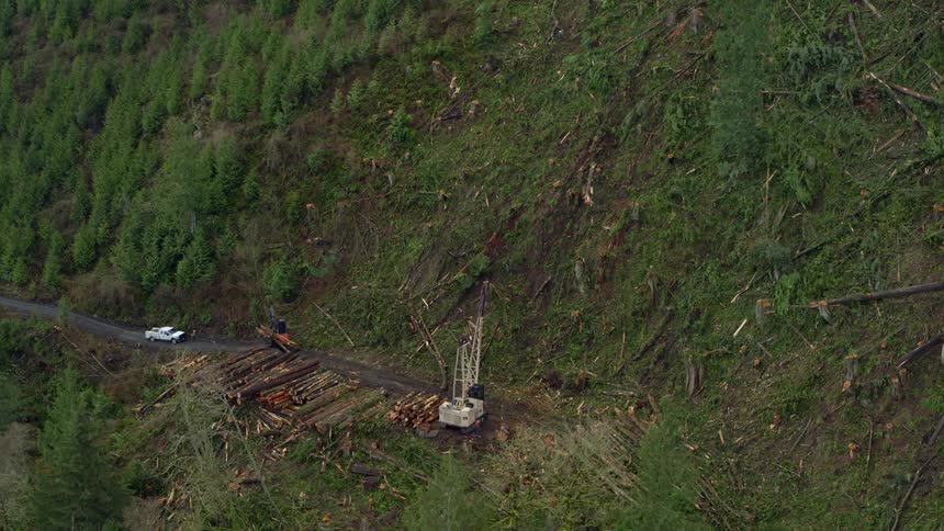 Logging operation cutting and loading logs