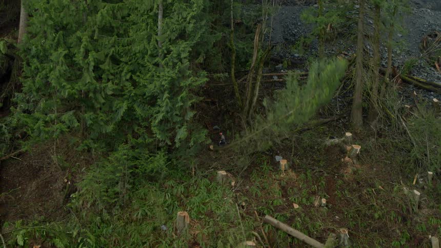 A logger cuts down trees in a forest