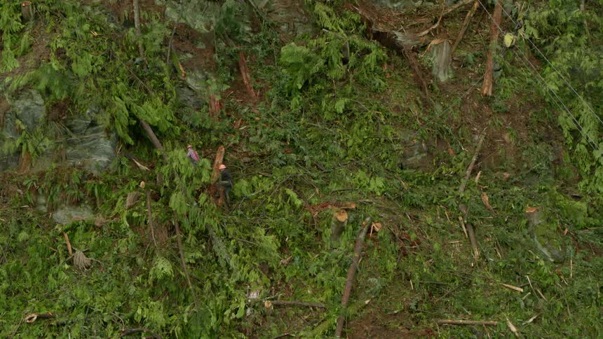 Three men climb over broken trees on a hill