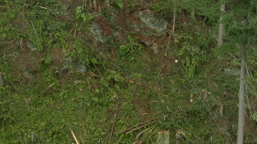 Birds eye shot of a forest with many downed trees and limbs