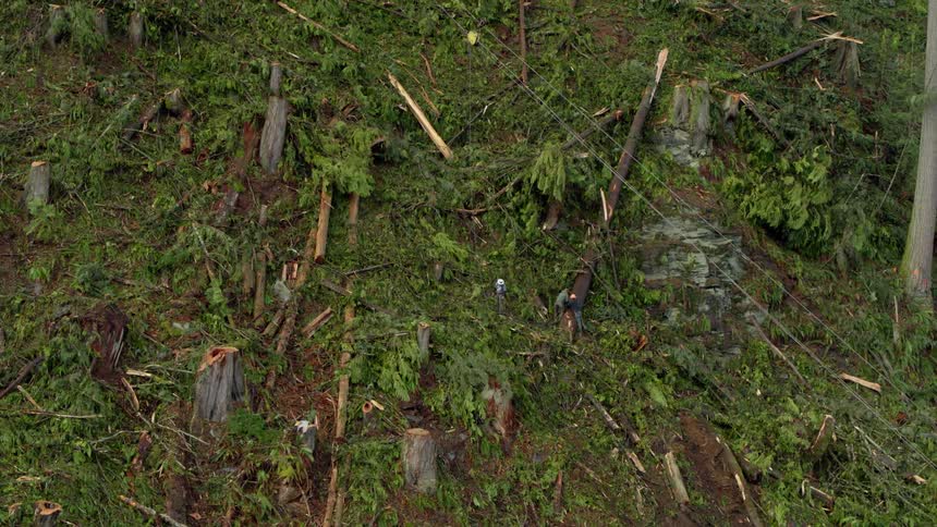 Logging workers processing trees