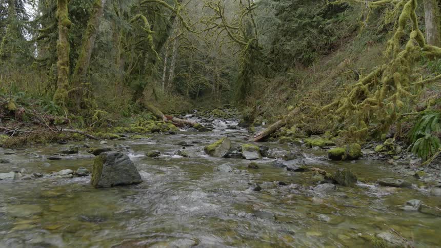A stream of water flows over moss covered rock and past moss covered tree branches