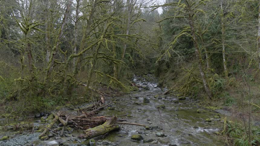 The stream flows through the forest