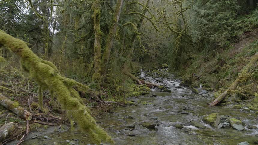 A shallow stream running through a forest