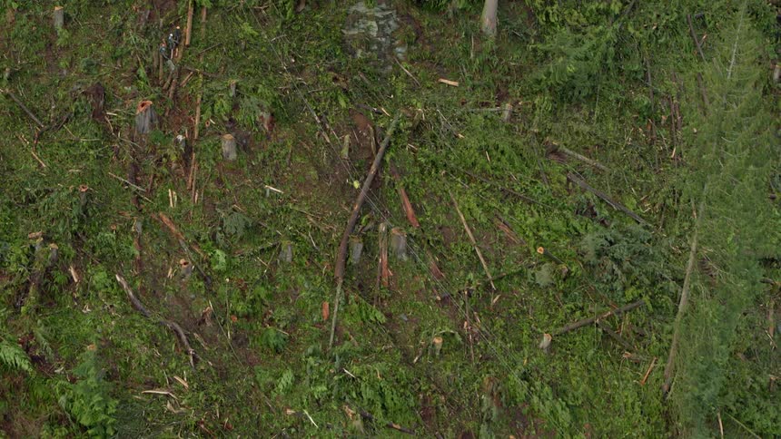 Cables move along ground and snag tree trunk lying on ground near tree trunks
