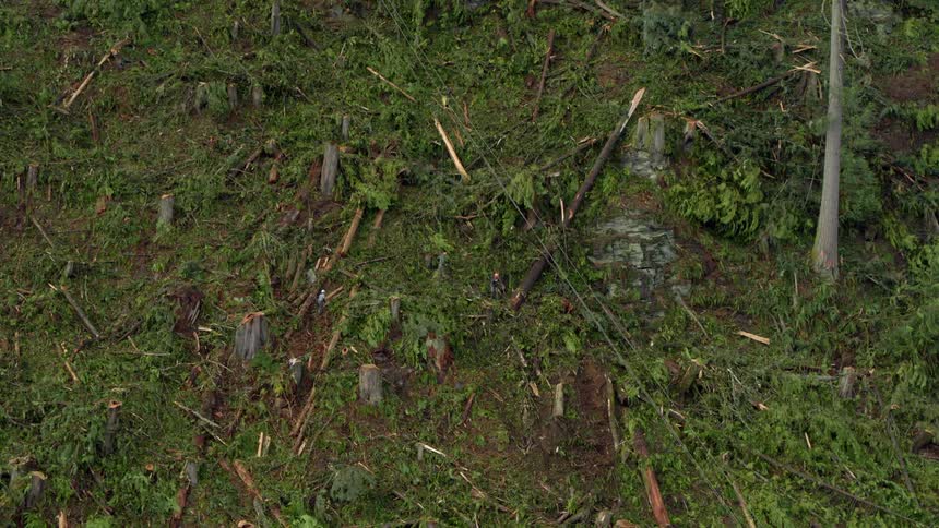 Lumberjacks preparing fallen trees in a deforested area