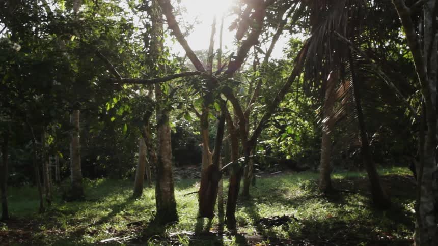 A row of trees with the sun rising behind