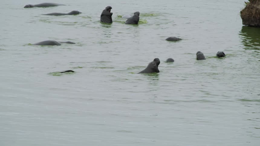 Sea life in the water