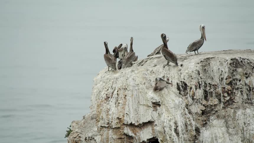 Birds are standing on a cliff near the ocean